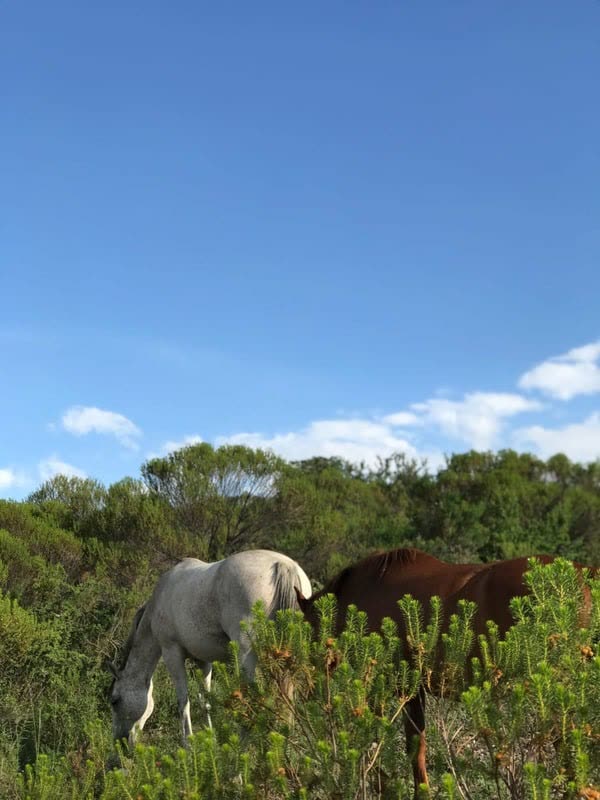 Animales autóctonos